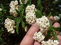 Reeves' Spirea